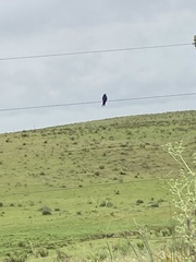 Heliomaster furcifer