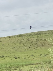 Heliomaster furcifer