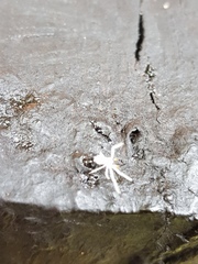 Trichopagis