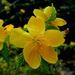Kerria japonica - Photo (c) mgrandis, μερικά δικαιώματα διατηρούνται (CC BY-NC), uploaded by mgrandis
