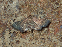 Anageshna