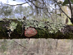 Herpothallon