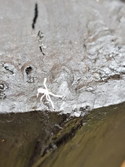 Trichopagis