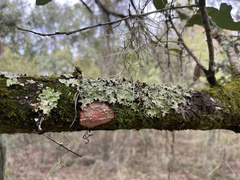 Herpothallon