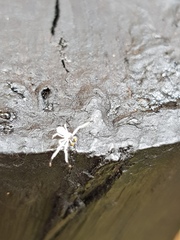 Trichopagis