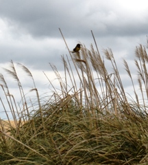 Pseudoleistes virescens