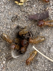 Microhodotermes viator