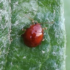 Sphaeroderma testaceum