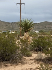 Yucca treculiana