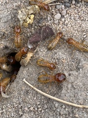 Microhodotermes viator