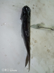 Chrysichthys auratus