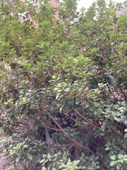 Osmanthus heterophyllus