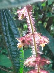 Miconia crenata