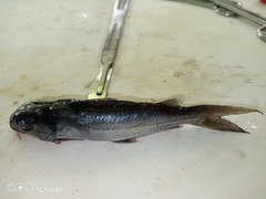 Chrysichthys auratus