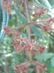 Miconia crenata