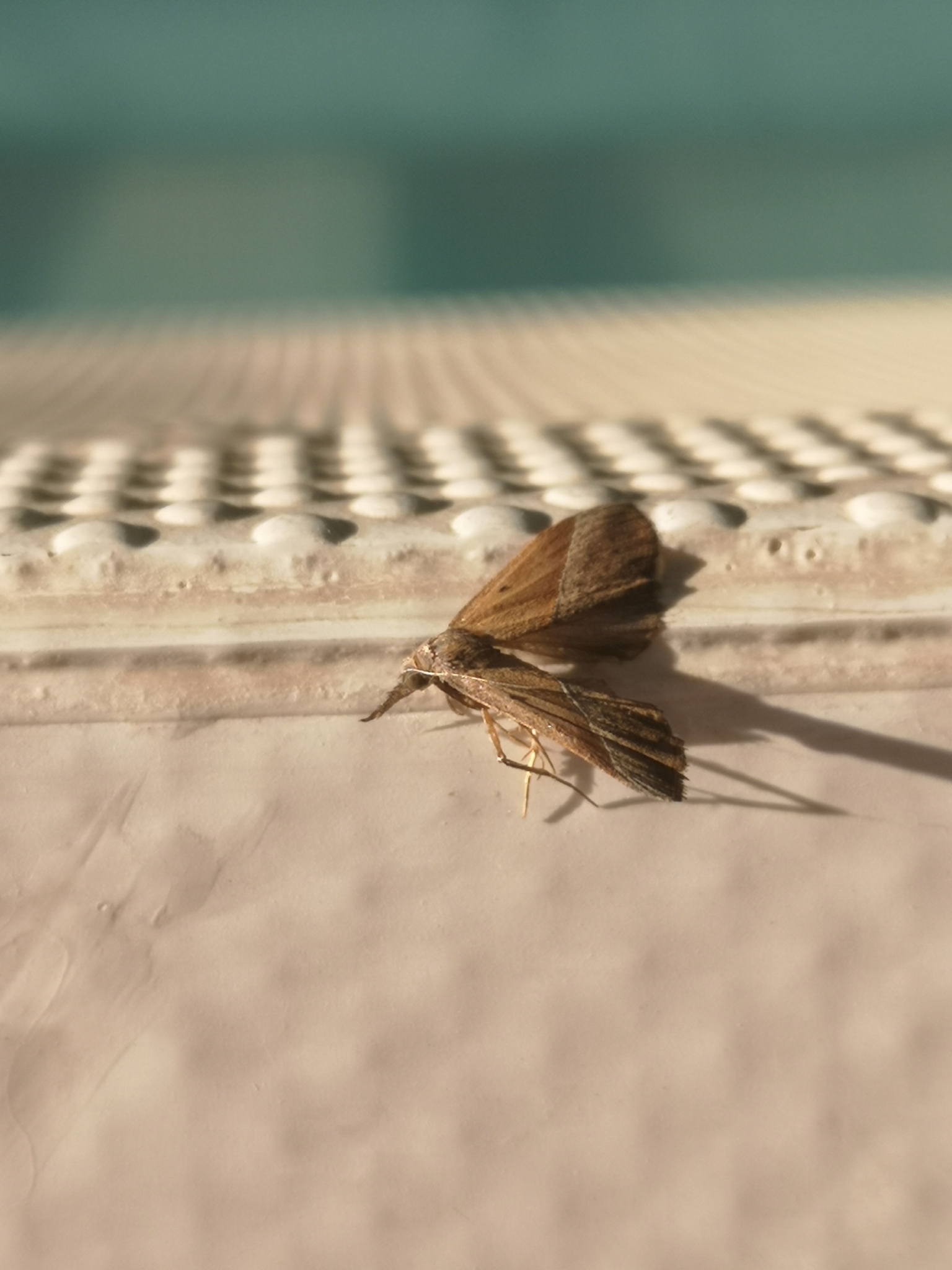 Hypena lividalis