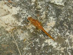 Crocothemis sanguinolenta