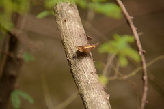 Junonia elgiva