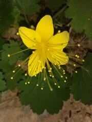 Eucnide bartonioides