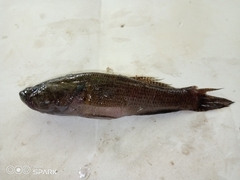 Eleotris senegalensis