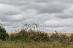 Pseudoleistes virescens
