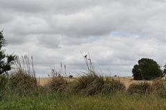 Pseudoleistes virescens