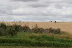 Pseudoleistes virescens