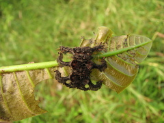 Phobetron hipparchia