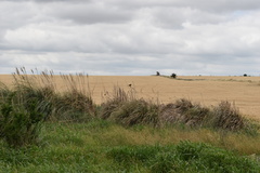 Pseudoleistes virescens