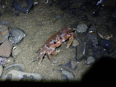 Ocypode gaudichaudii