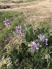 Lupinus formosus