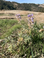 Lupinus formosus