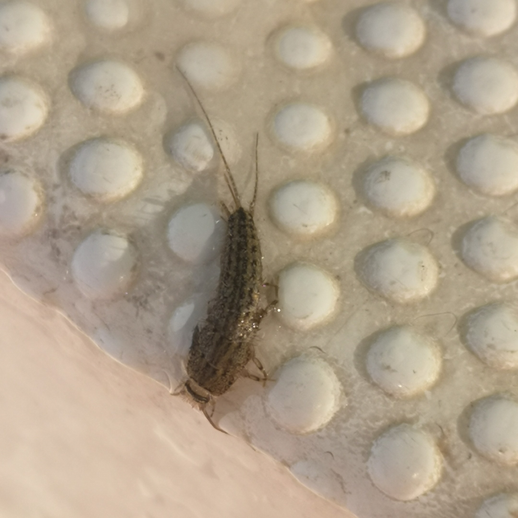 Ctenolepisma lineata