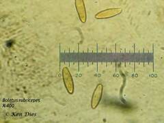 Boletus rubriceps