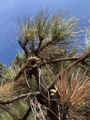Pinus coulteri
