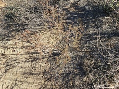 Eriogonum heermannii