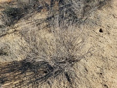 Eriogonum heermannii