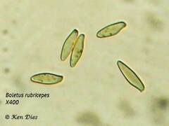 Boletus rubriceps
