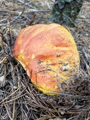 Boletus rubriceps