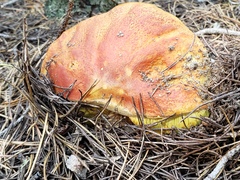 Boletus rubriceps