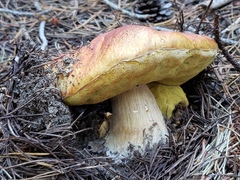 Boletus rubriceps