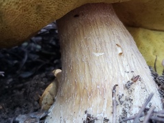 Boletus rubriceps