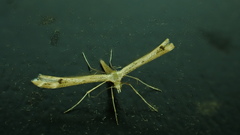 Stenoptilia pterodactyla