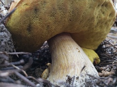 Boletus rubriceps