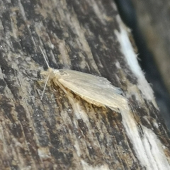 Tineola bisselliella