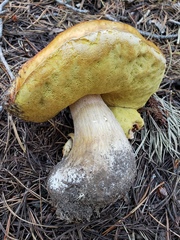 Boletus rubriceps