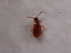 Anthicidae