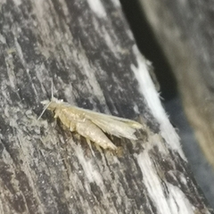 Tineola bisselliella