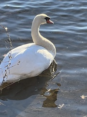 Cygnus olor