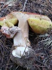 Boletus rubriceps